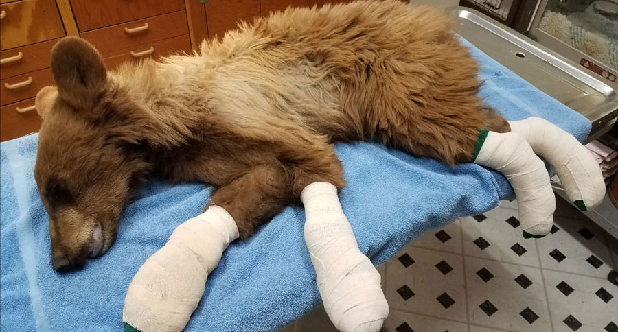bear injured in fire