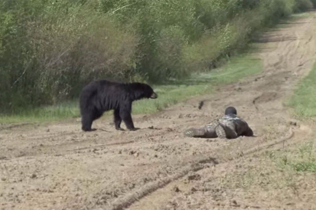 bear hunting
