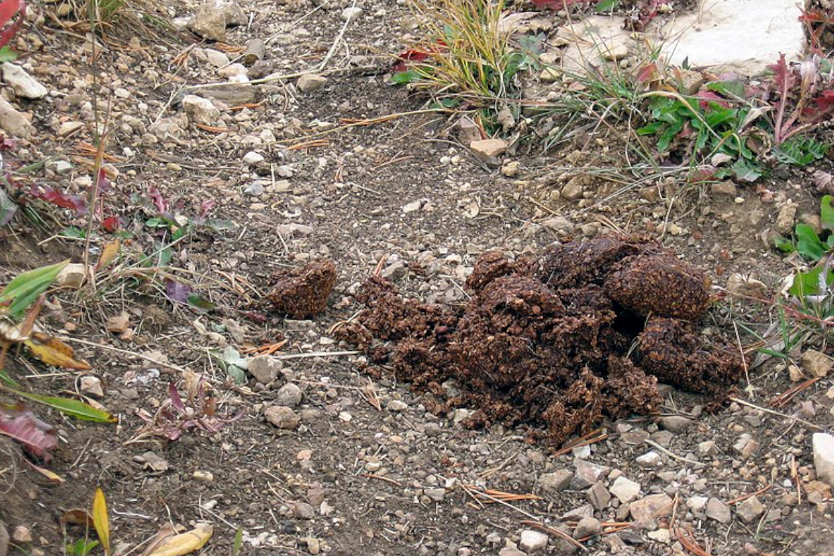 Bear Scat