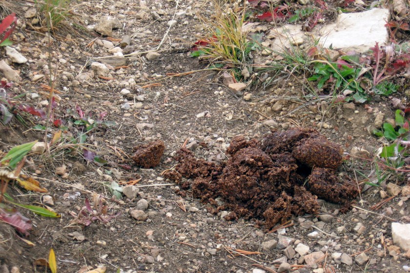 Bear Scat