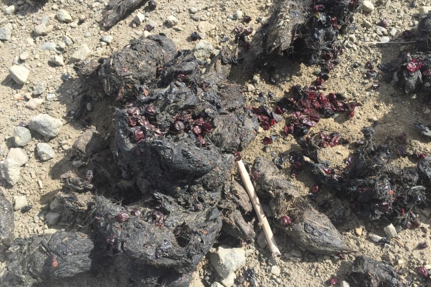 Bear Scat