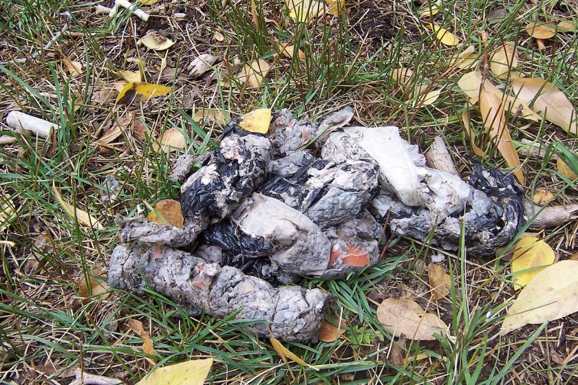 Bear Scat