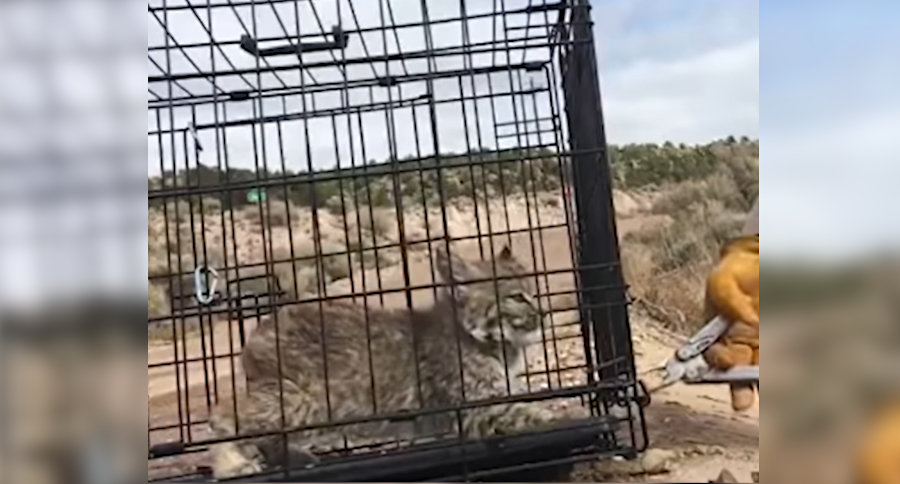 Bobcat Kitten