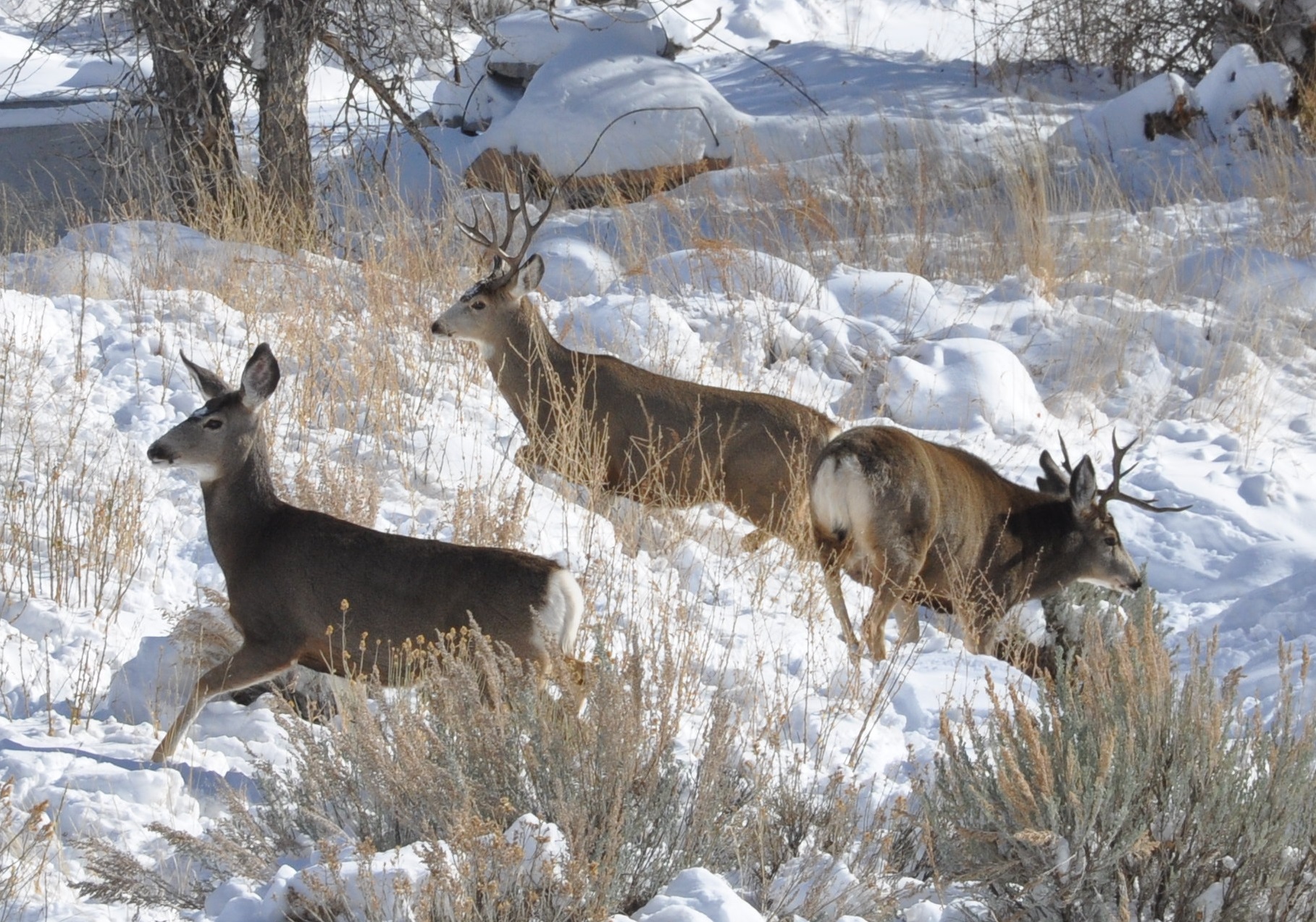 Shotgun vs Rifle for Deer