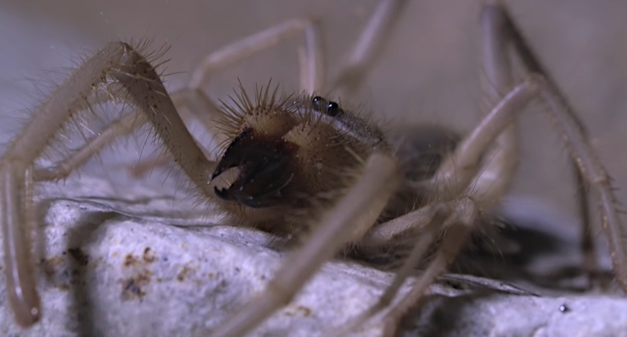 Camel Spider
