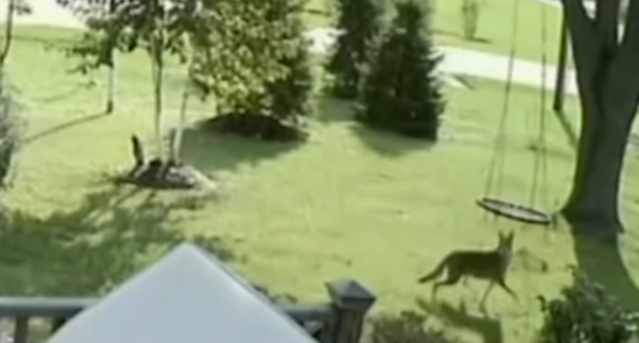 Coyote
