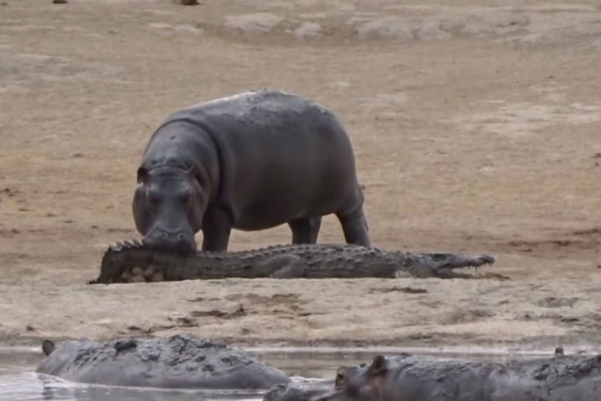 hippo