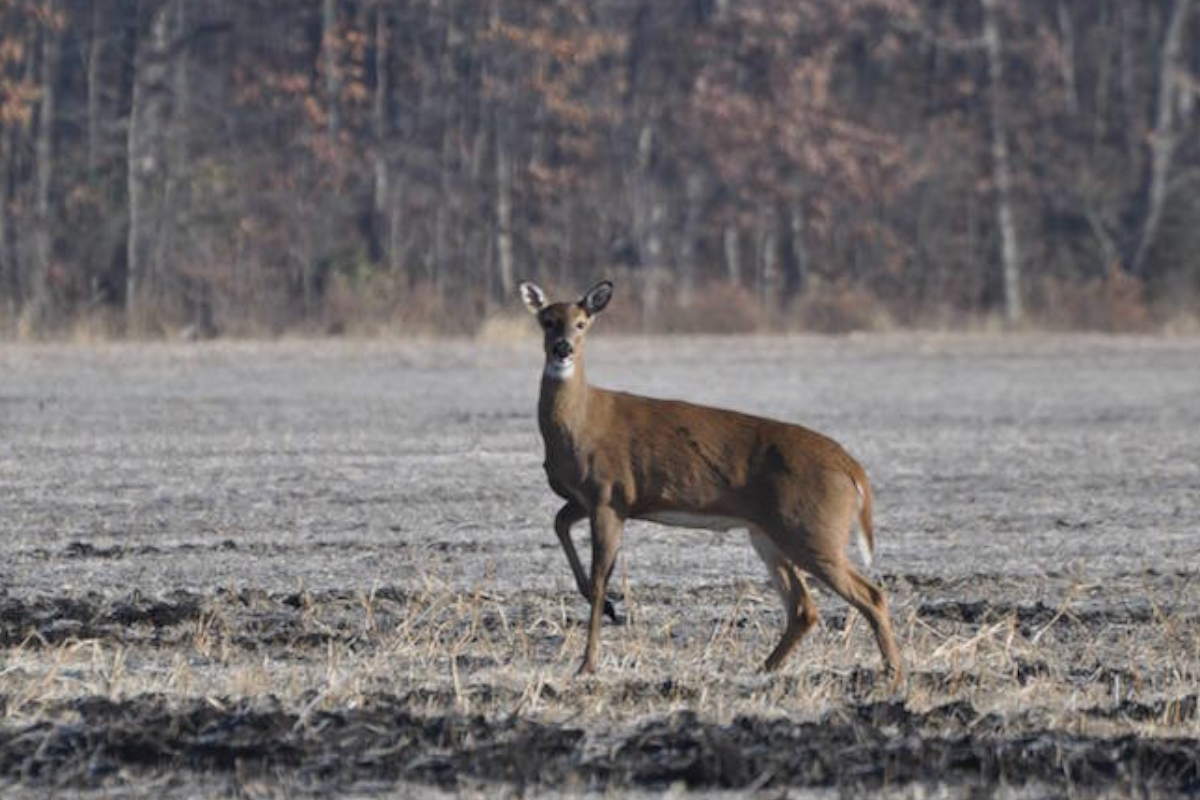 Declining Deer Numbers