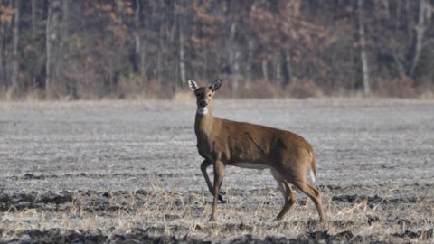 Declining Deer Numbers