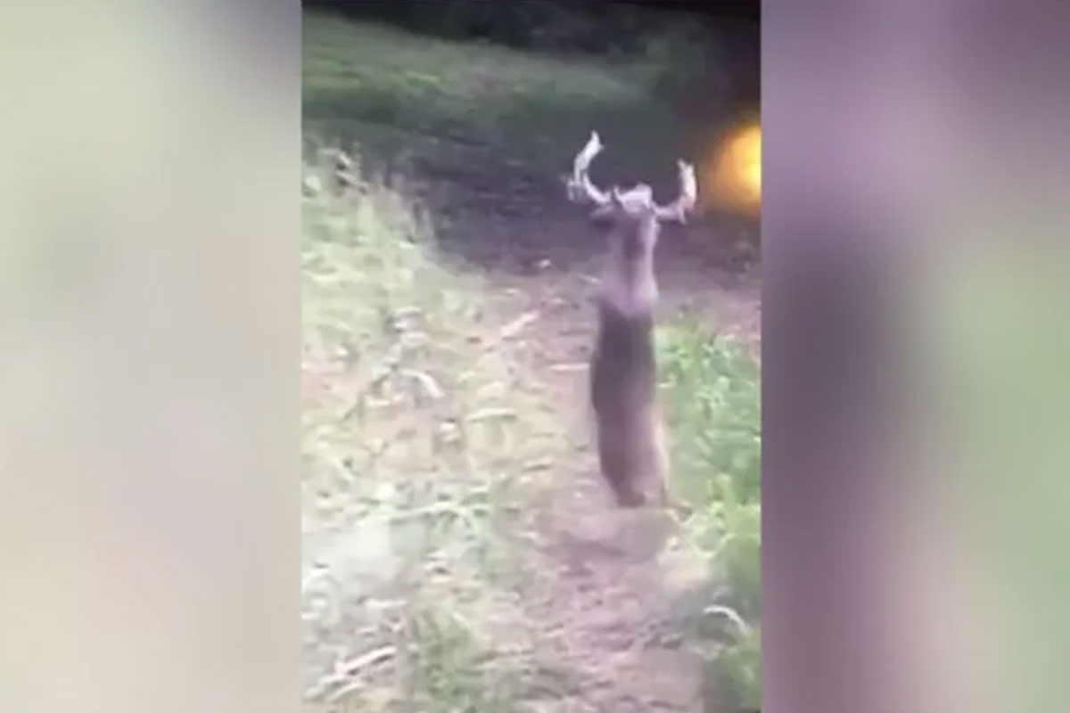 deer backflip