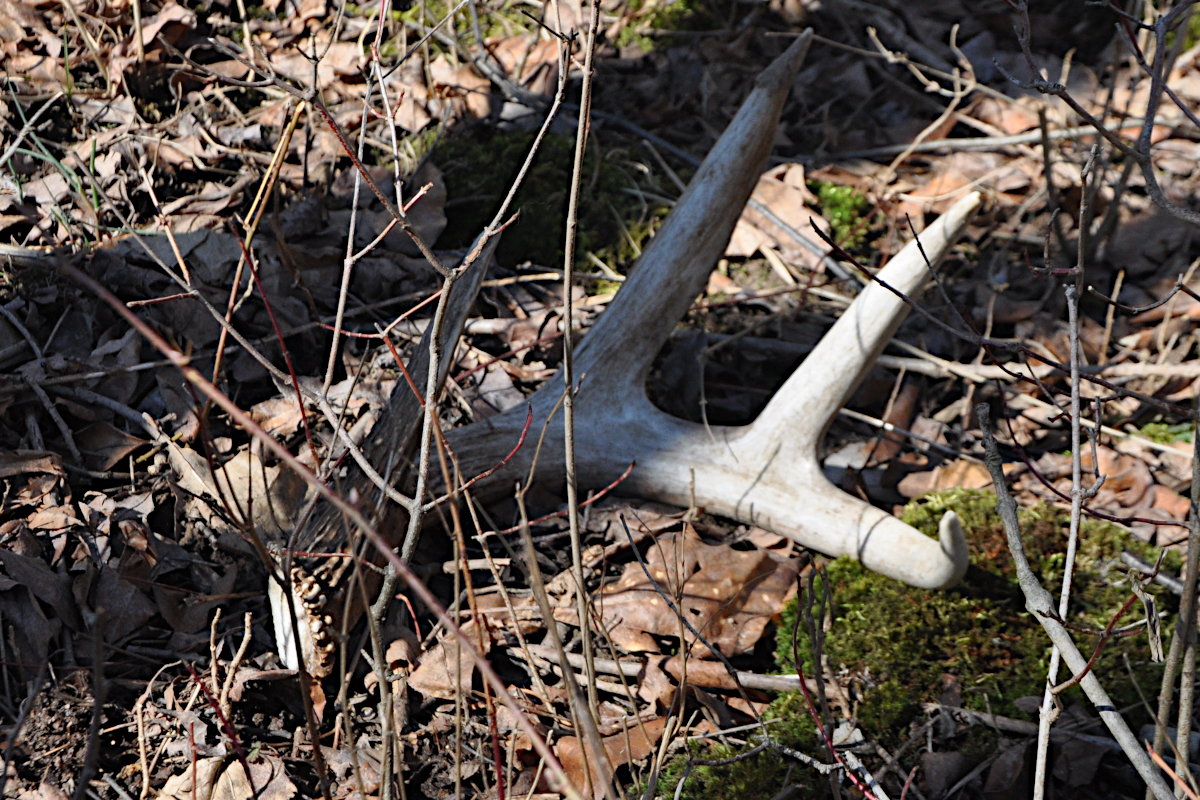 Deer Shed Their Antlers