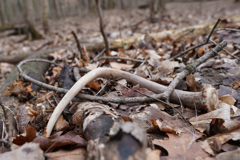 Deer Shed Their Antlers