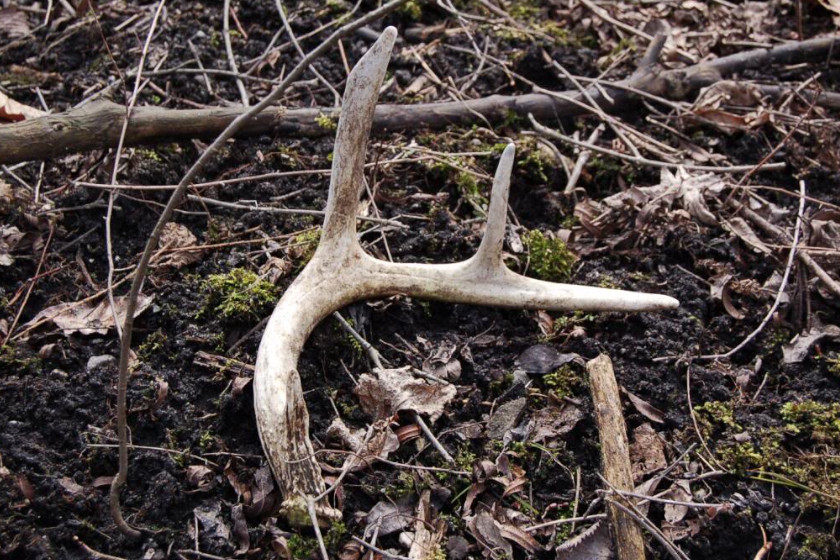 Deer Shed Their Antlers