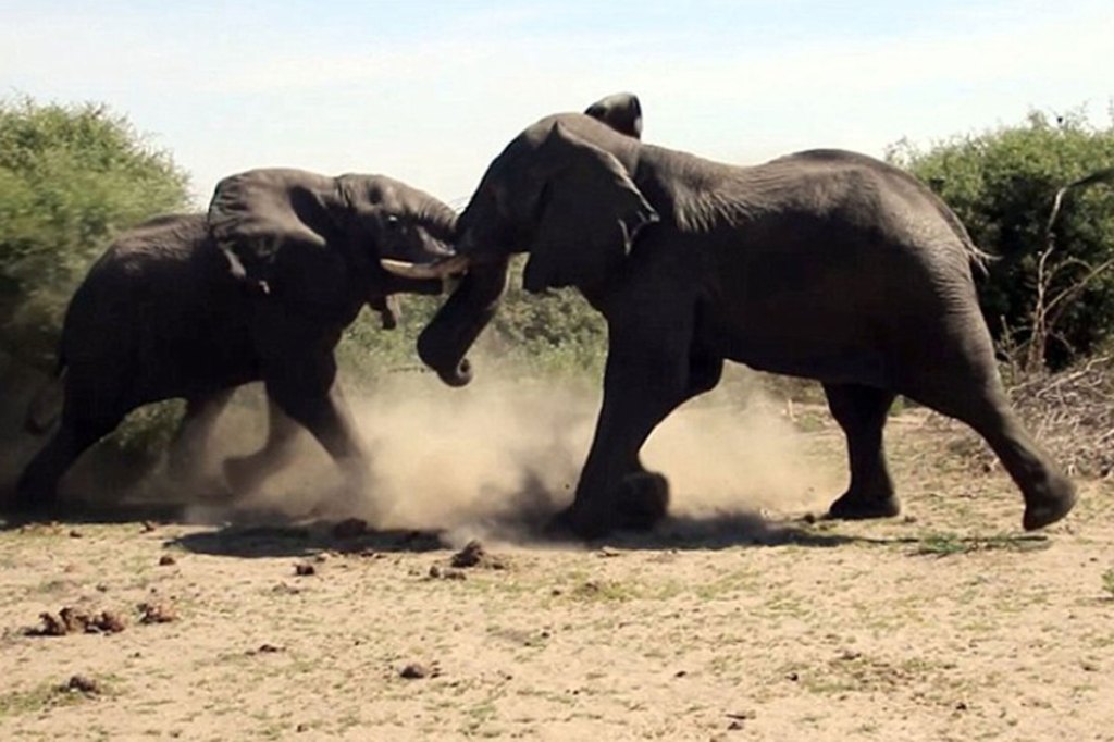 Tourist Captures Footage of Elephants Locking Tusks in Battle
