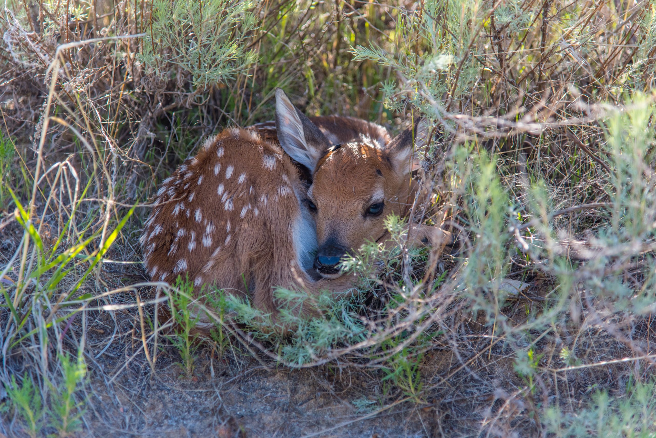 Fawn Deer