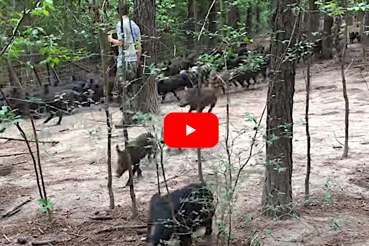 Feral Hog Stampede