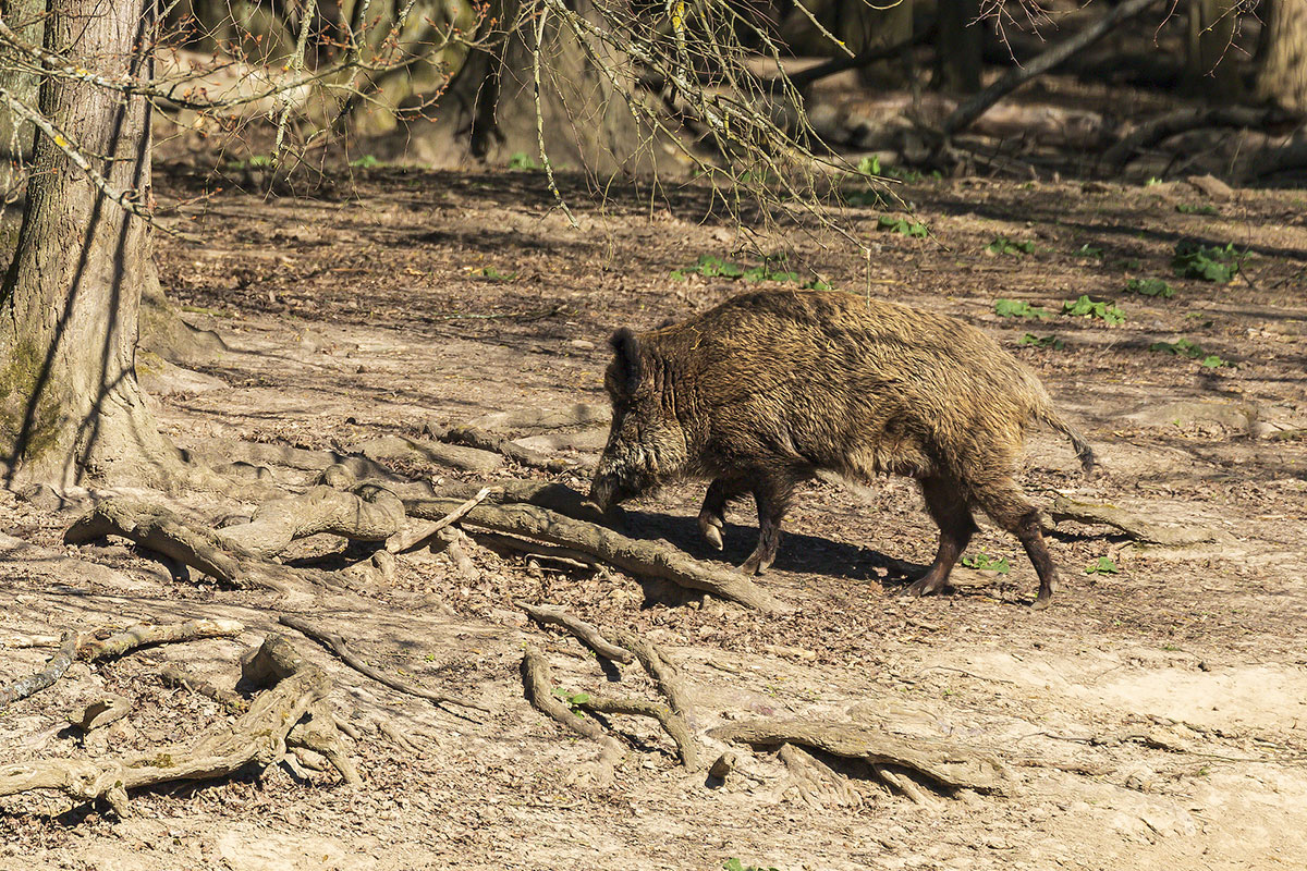 Rifle Calibers For Hog Hunting