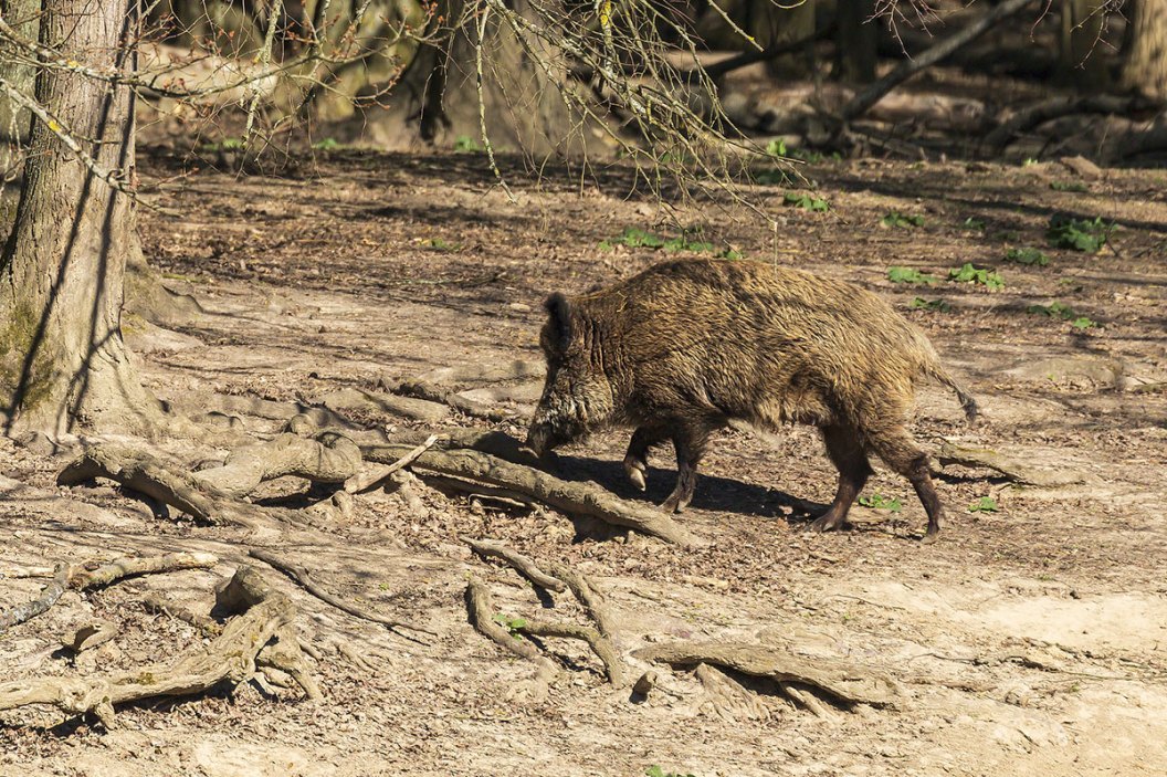 Hunting Hogs at Night The Gear to Get and the Strategy to Employ