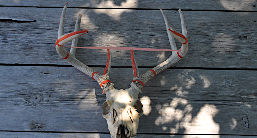 Trophy Tape In Action- Alberta Whitetail- Scoring Made Easy 