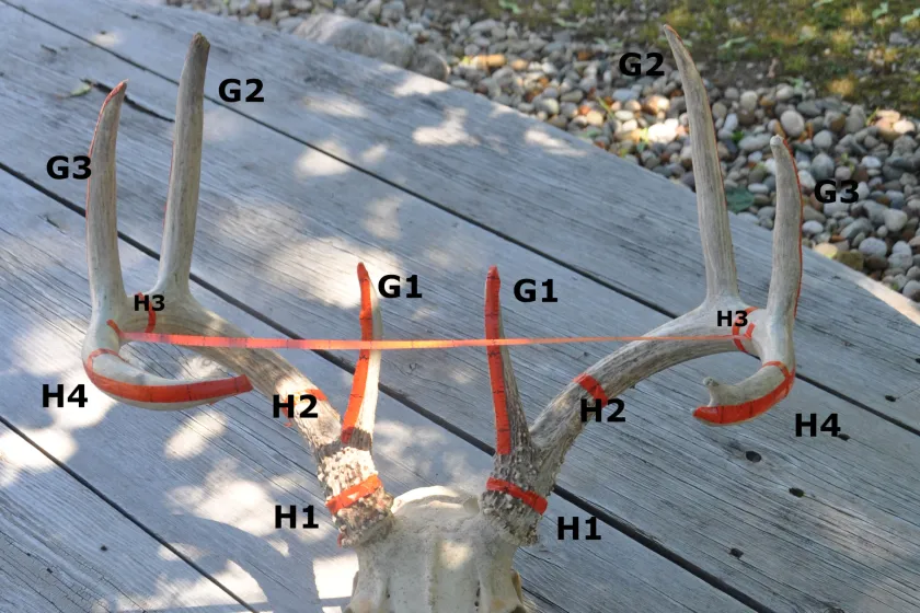 How to Score a Deer