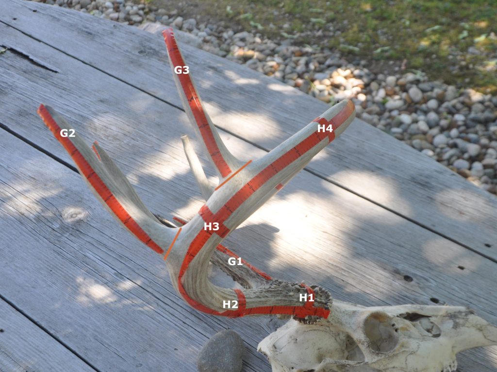 How to Score a Deer Measuring Your Trophy StepbyStep Wide Open Spaces