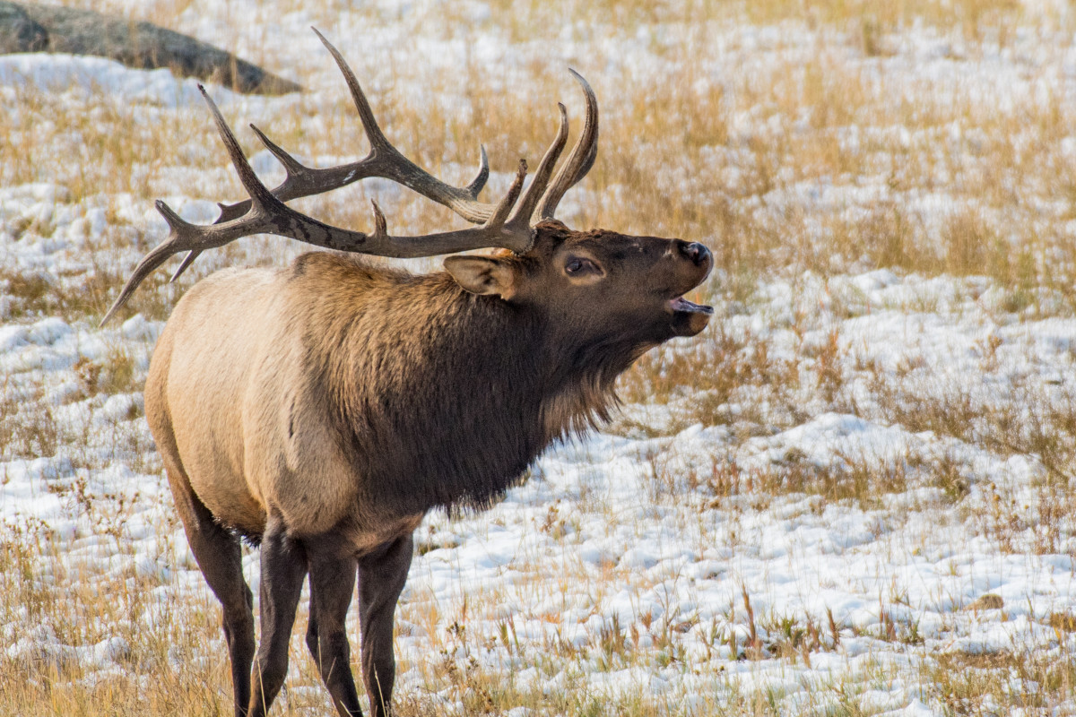 Hunting Elk