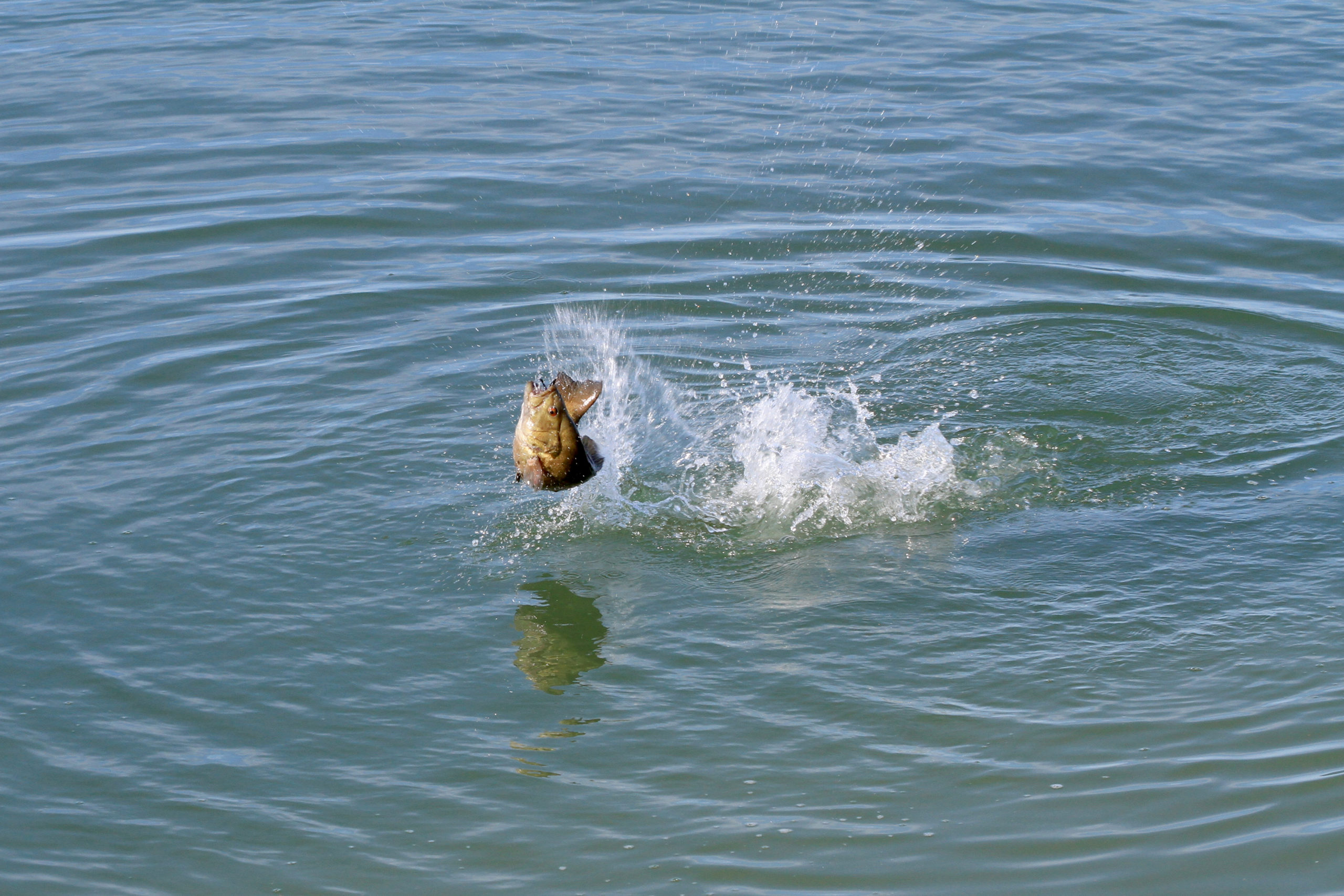 Largemouth vs Smallmouth