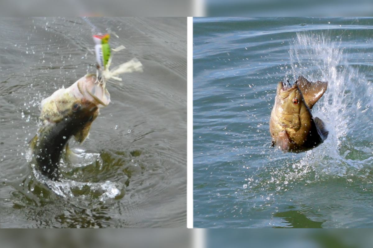 Largemouth vs Smallmouth