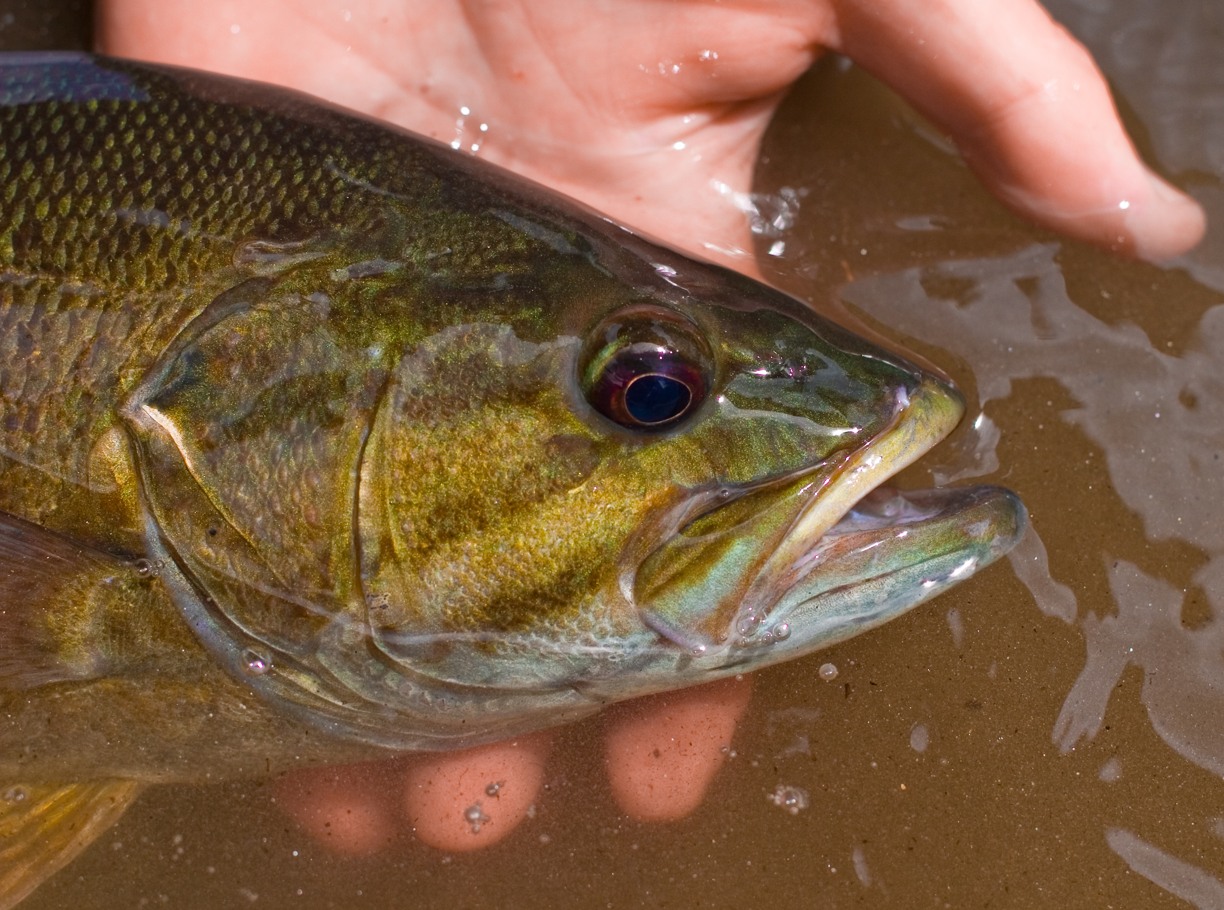 Largemouth vs Smallmouth