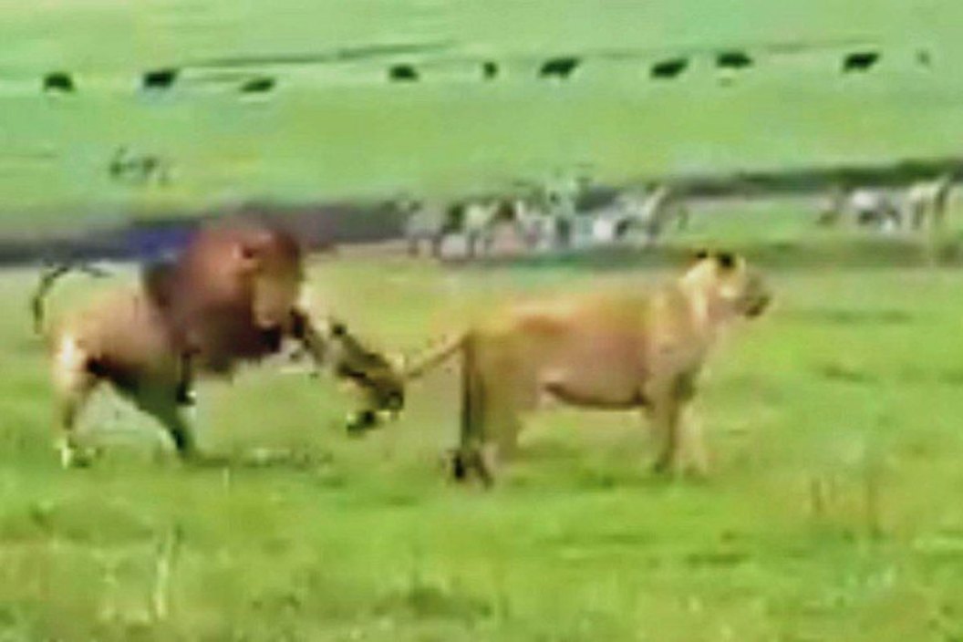 lions vs. dog