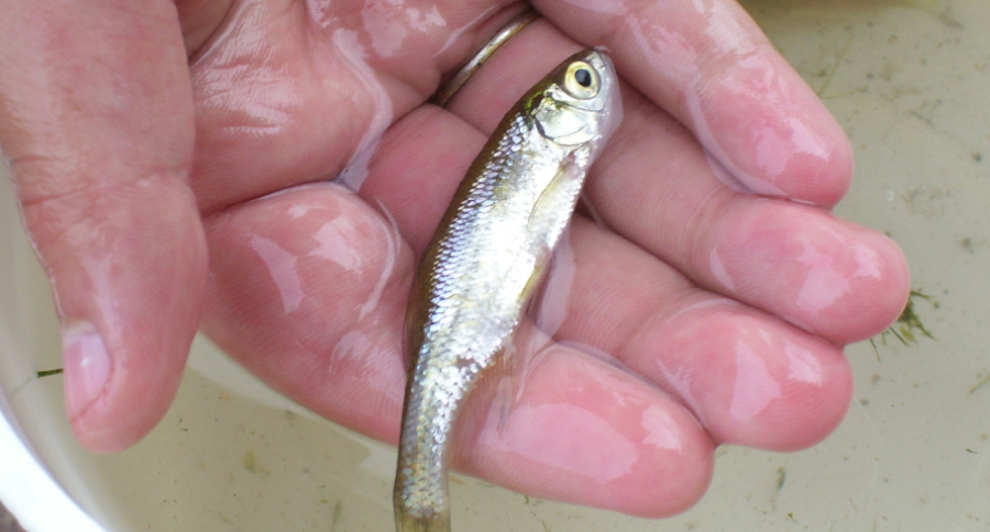 Minnow Trap