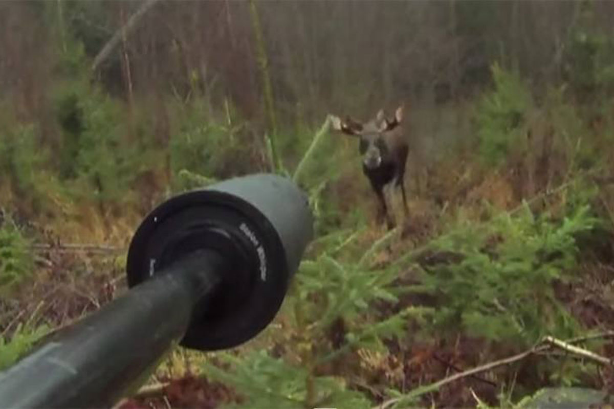 moose