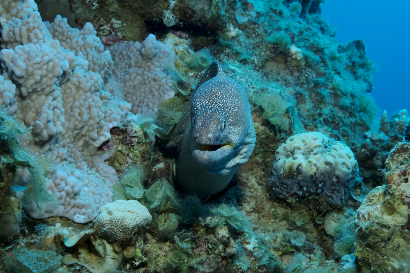 Moray eel looking emerging from rock