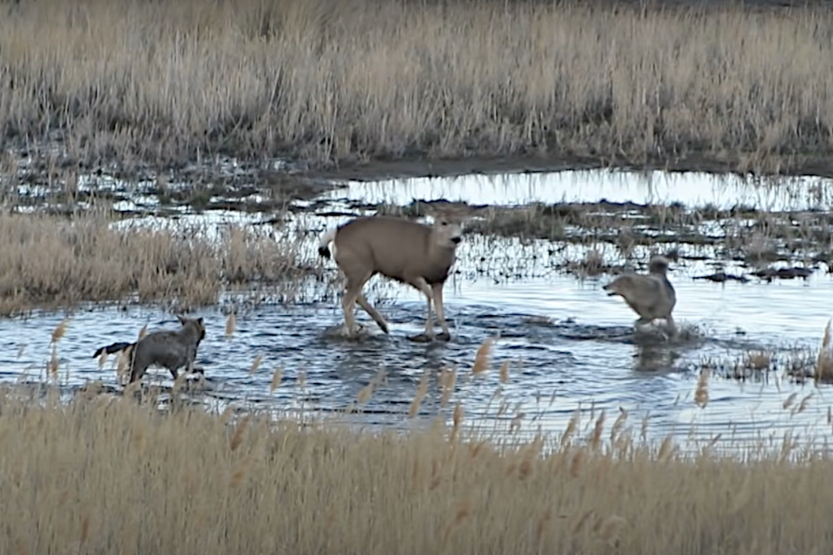 Mule Deer Coyotes