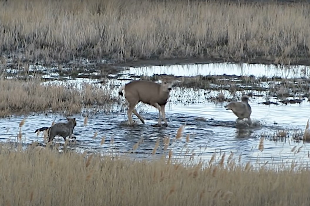 Mule Deer Coyotes
