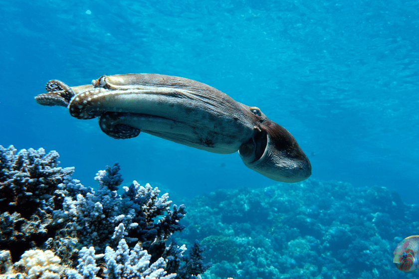 octopus swimming in the ocean