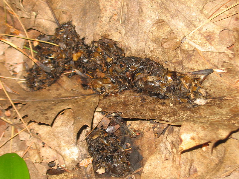 Raccoon Scat How to Identify It and Why It Can Be Dangerous