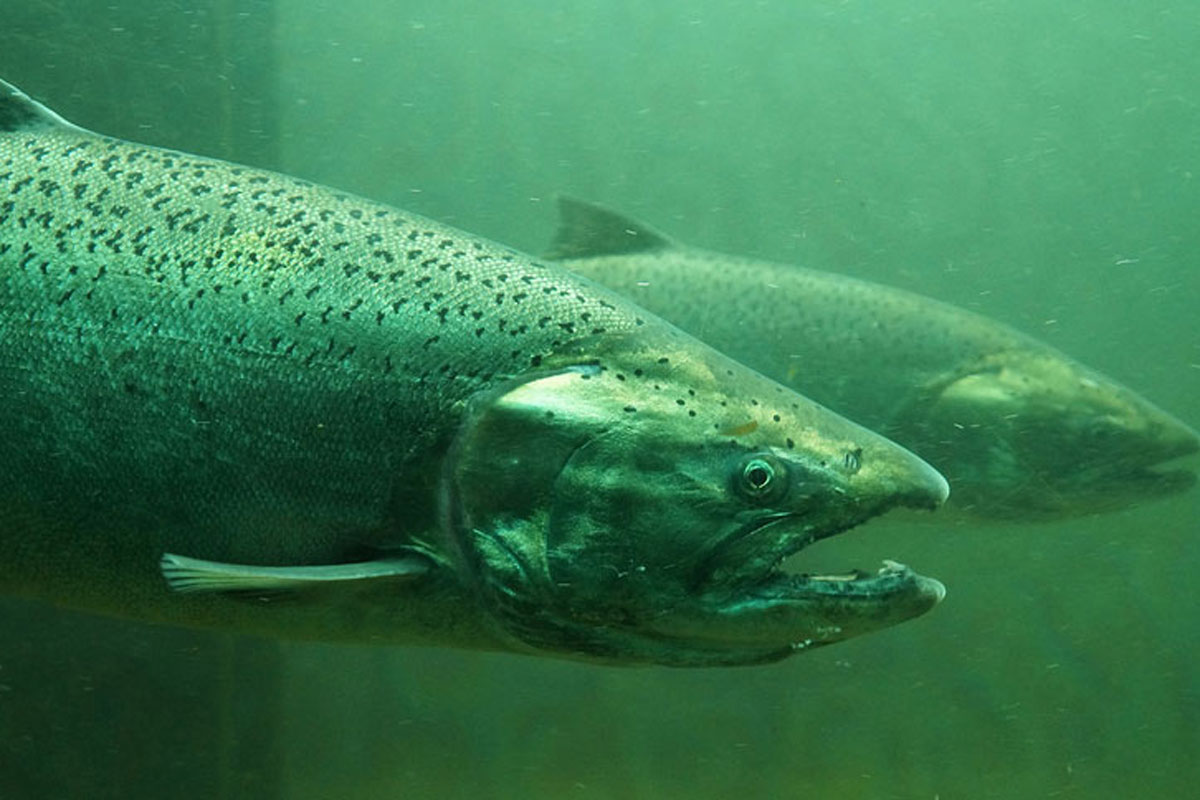 You Can Go Snorkeling With Salmon in British Columbia - Wide Open Spaces
