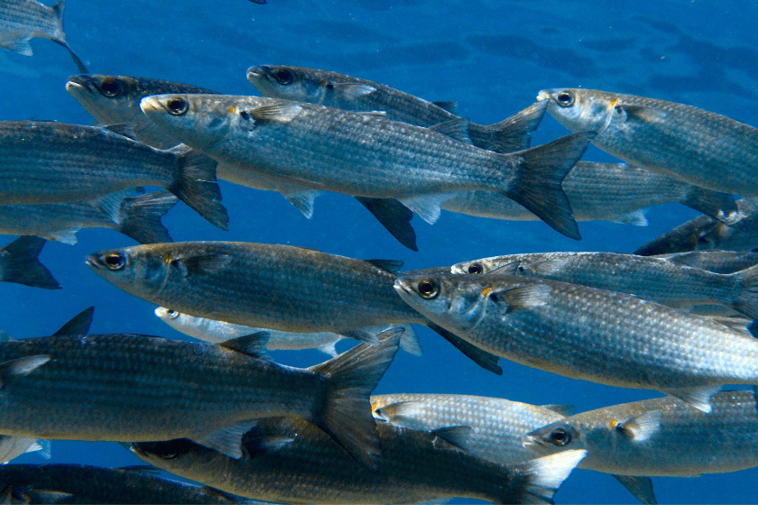 School of mullet in the ocean - fish puns