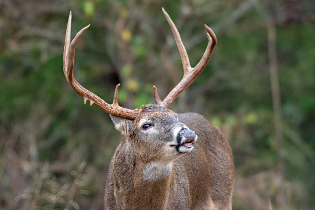 scouting before seer season