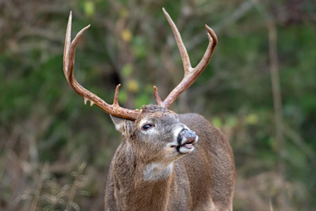 scouting before seer season