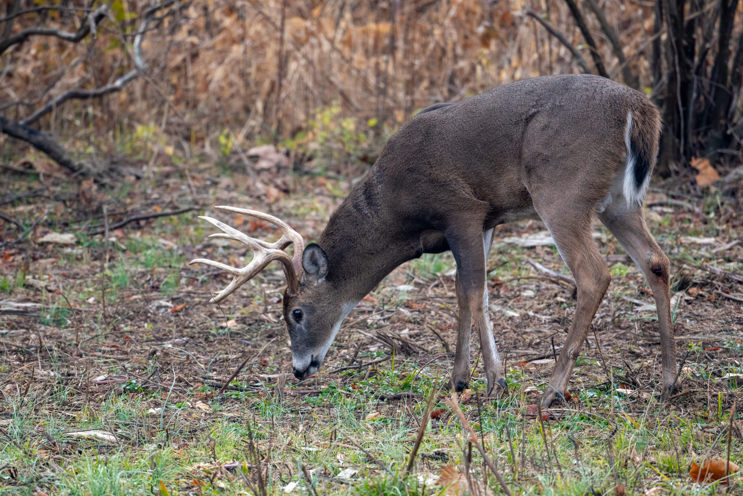 Scouting for Deer Season