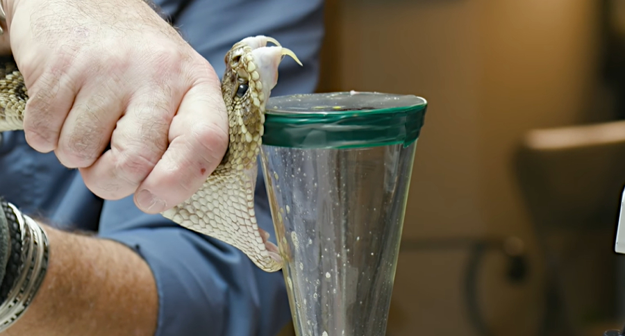 Snake Milker