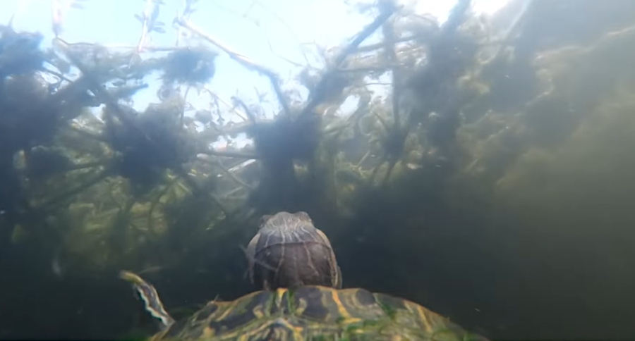 Turtle GoPro