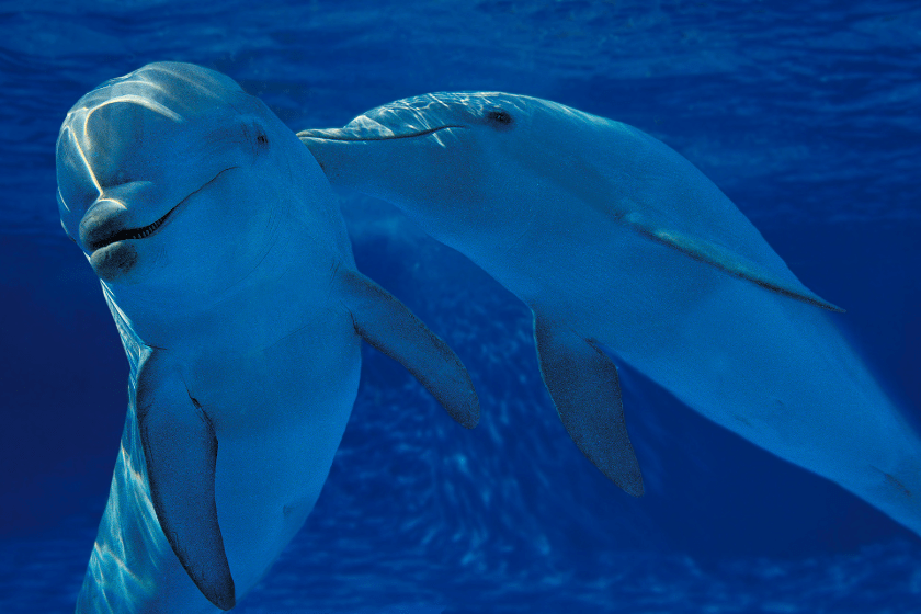 Two dolphins in the ocean