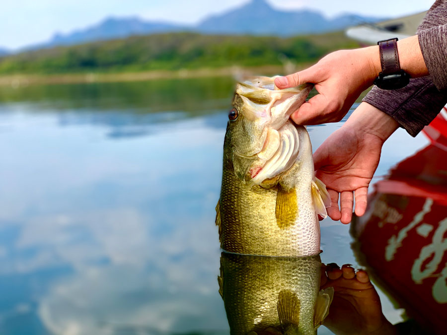 lake el salto