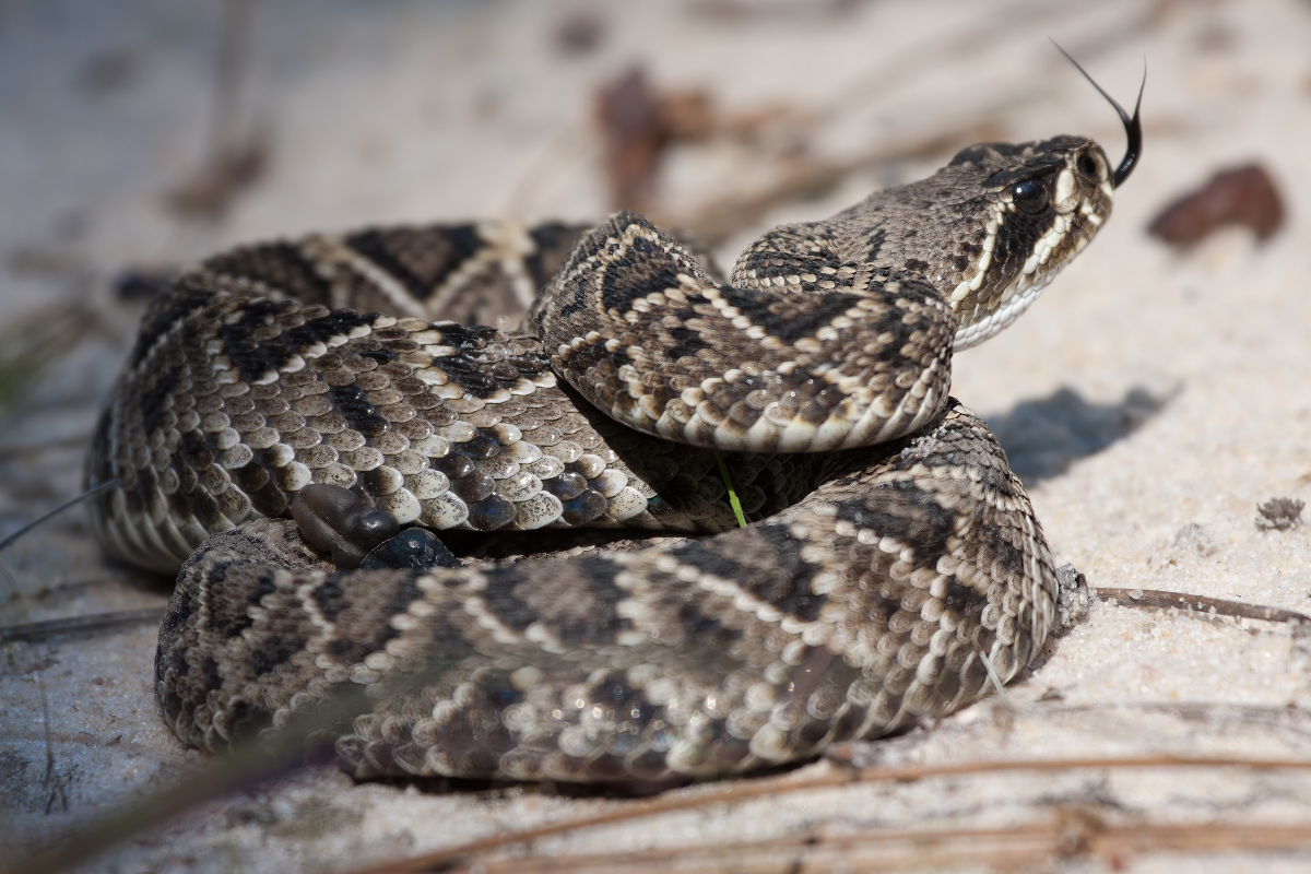 Venomous Snakes in Texas