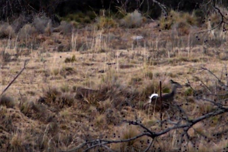 Camera Footage Captures a Stealthy Bobcat Attacking a Deer Wide Open