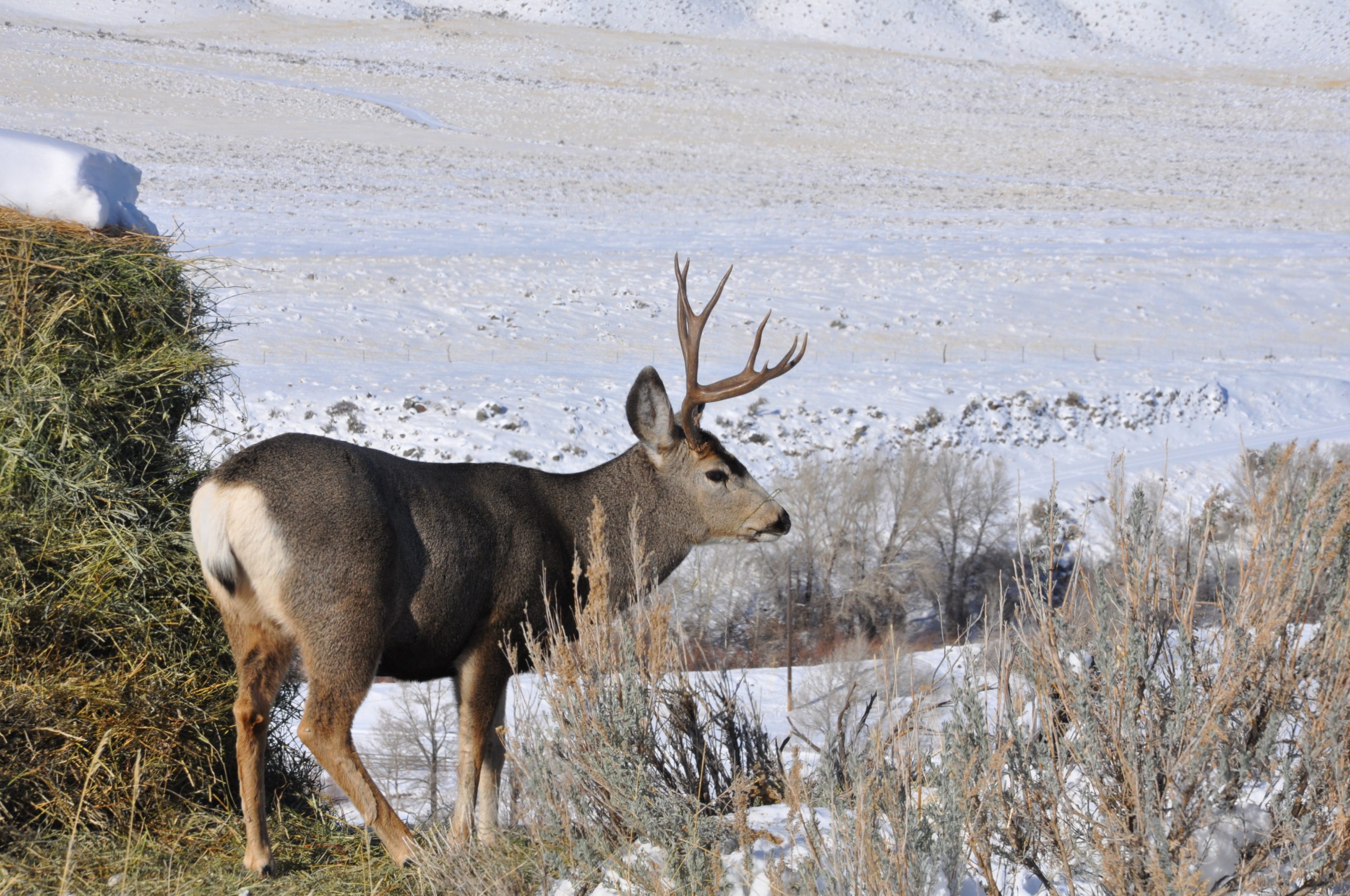 Whitetail vs. Mule Deer