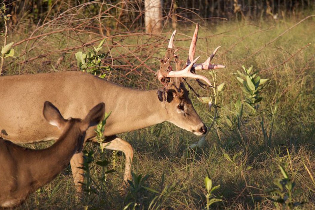 10 Awesome Photos of Deer Shedding Their Velvet - Wide Open Spaces
